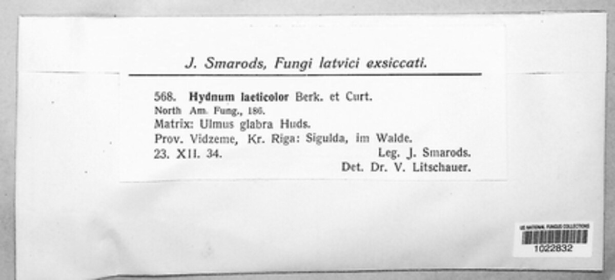 Steccherinum laeticolor image
